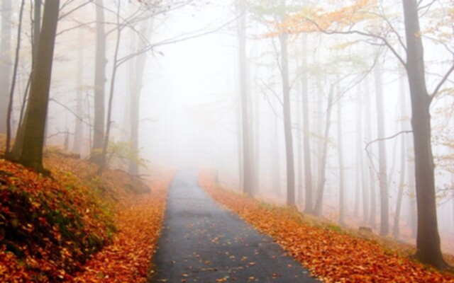Picture of a foggy park trail surrounded by orange fallen leaves.